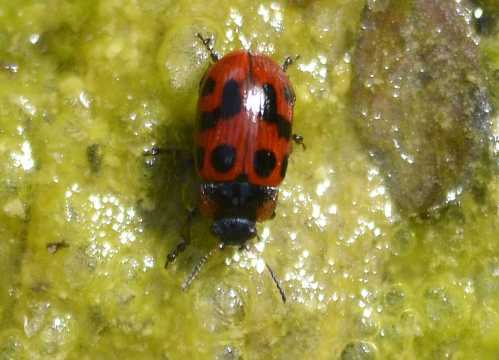 Chrysomelidae:  Gonioctena cfr. decemnotata